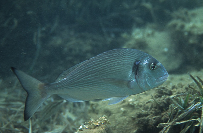 Dorade royale à faible profondeur au sentier marin de Port-Cros